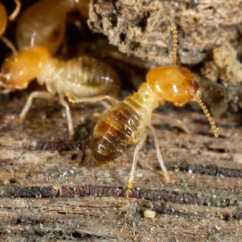Termites at Work — Seventeen Mile Rocks, QLD — McKenna