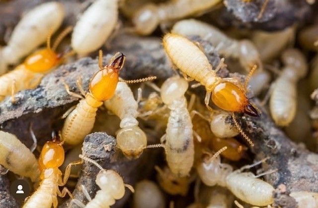 Subterranean Termites — Seventeen Mile Rocks, QLD — McKenna Subterranean Termites — Seventeen Mile Rocks, QLD — McKenna