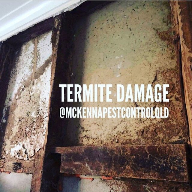Termite Damage — Seventeen Mile Rocks, QLD — McKenna Termite Damage in an Internal Wall — Seventeen Mile Rocks, QLD — McKenna