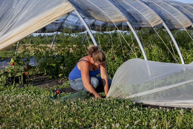 Martin's Family Fruit Farm — McIntosh