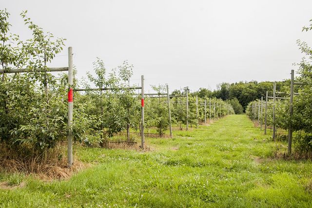 Martin's Family Fruit Farm — Always Orchard Fresh