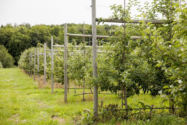 Martin's Family Fruit Farm — Always Orchard Fresh