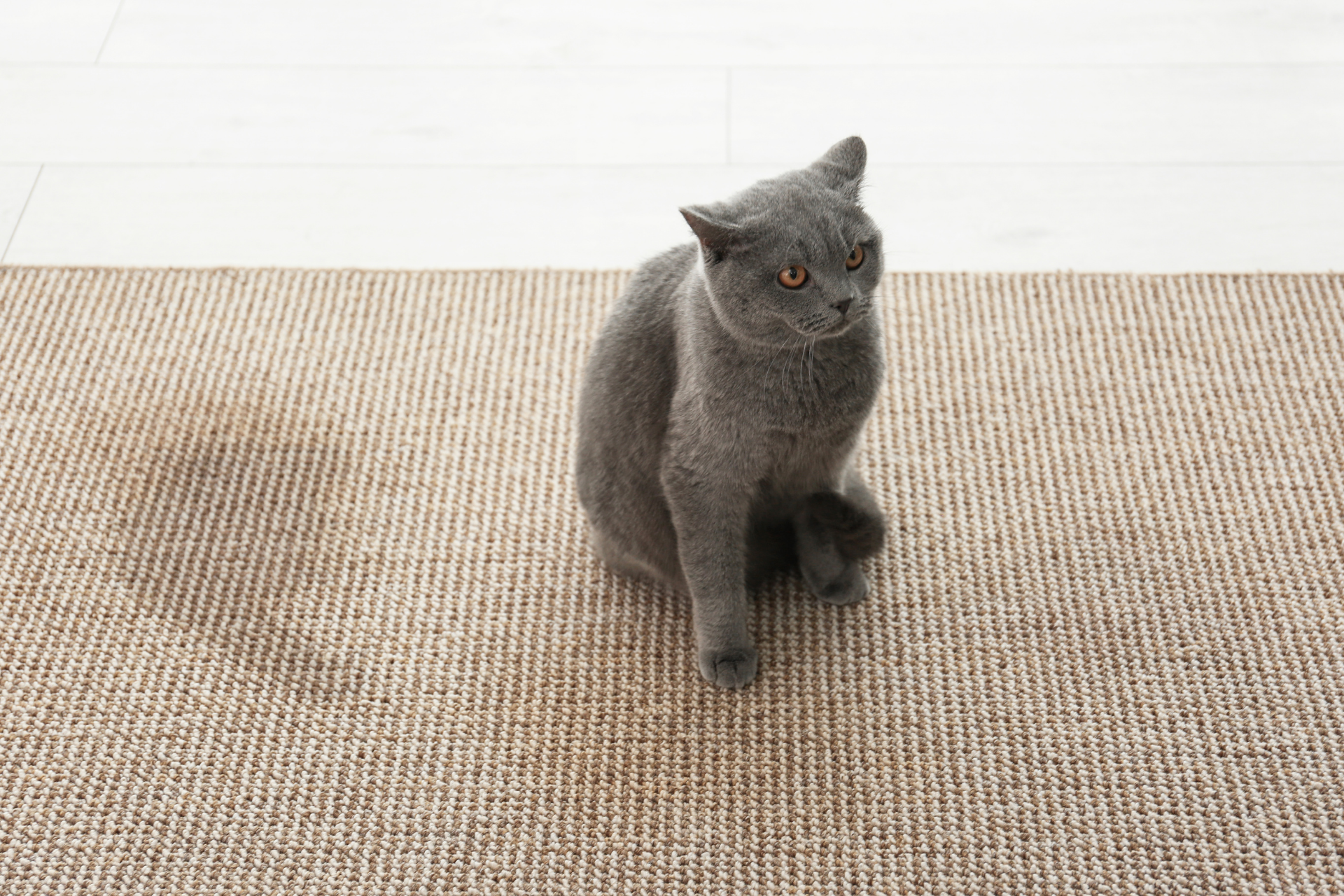 Gray cat sitting on a beige rug against a white wall, looking at the camera