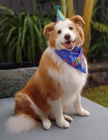 <Firstname> and '<Dogname>'