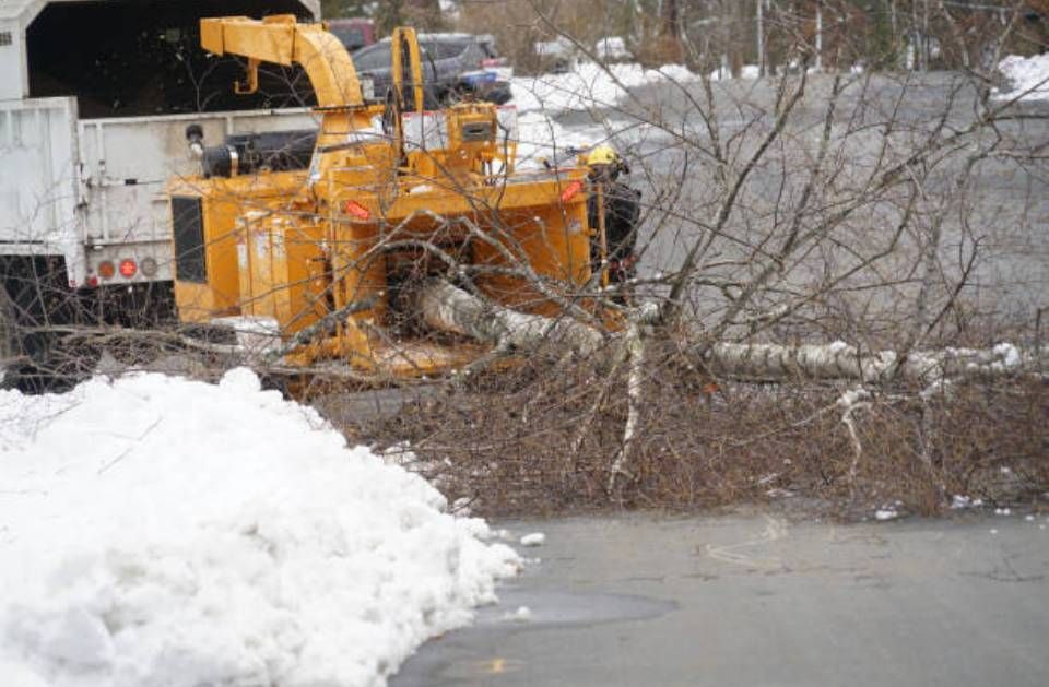 A tree is being removed from the side of the road by a machine.