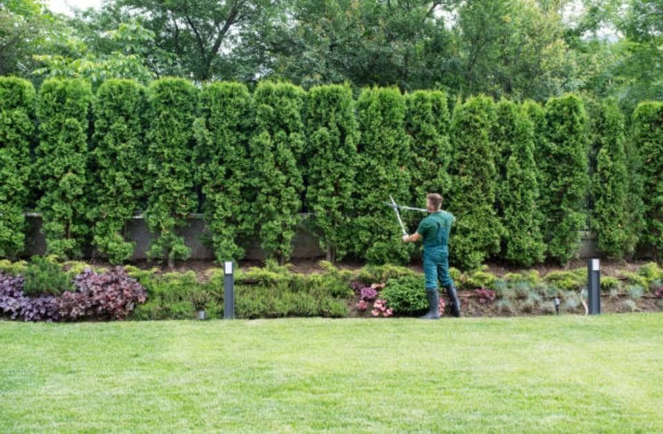 A man is trimming a hedge with a pair of scissors.