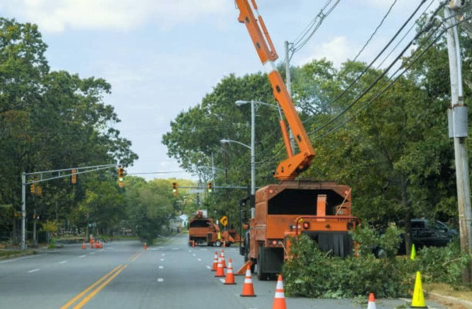 A crane is cutting a tree on the side of a road.