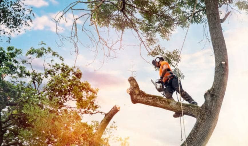 A man is cutting a tree branch with a chainsaw.