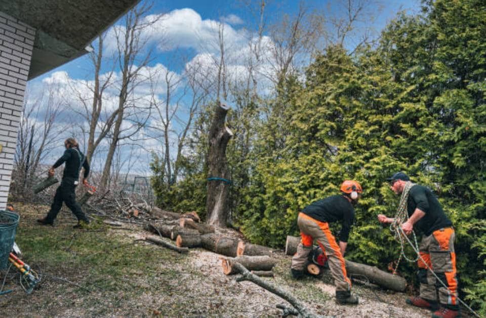A group of men are cutting trees in front of a house.