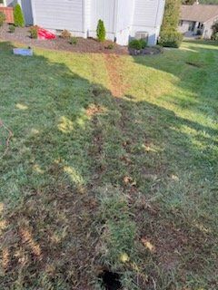 Damaged lawn with brown patches and a path leading towards a house.