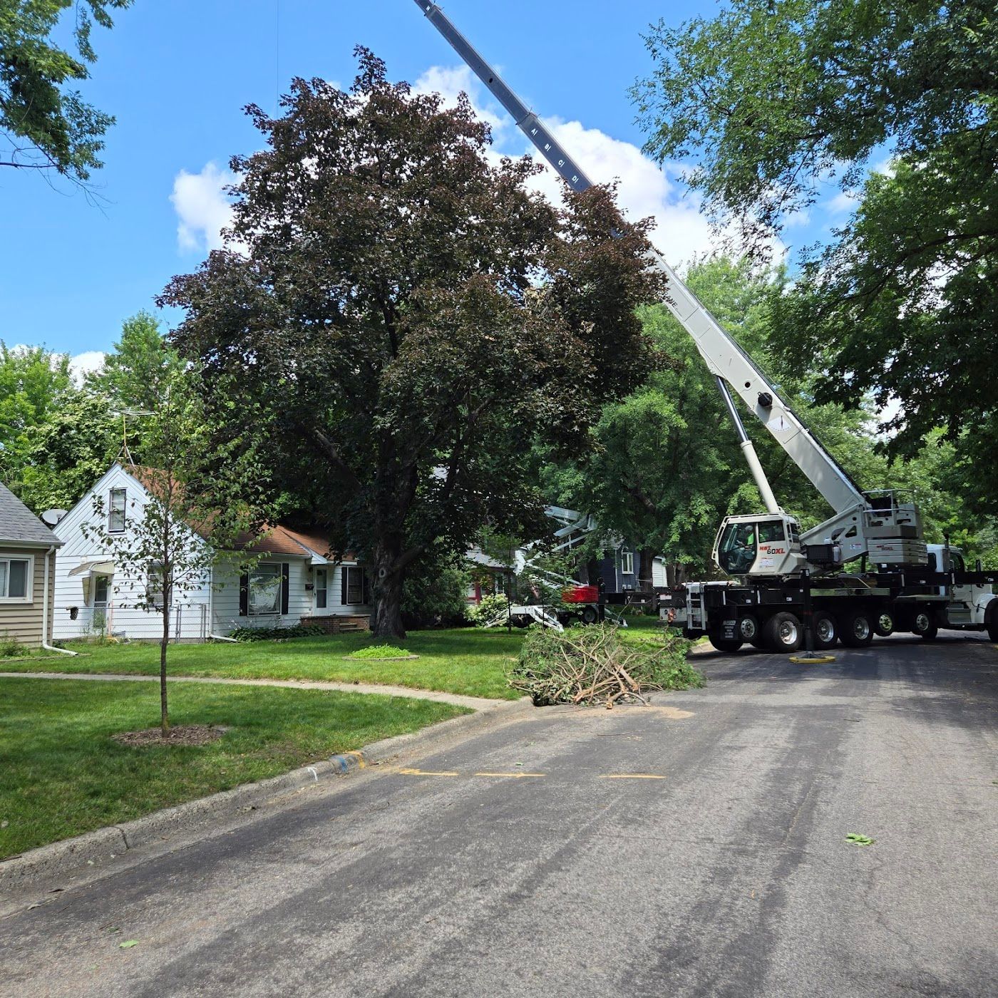 A white crane parked on a suburban street extends its boom over a large, leafy tree near a white house.