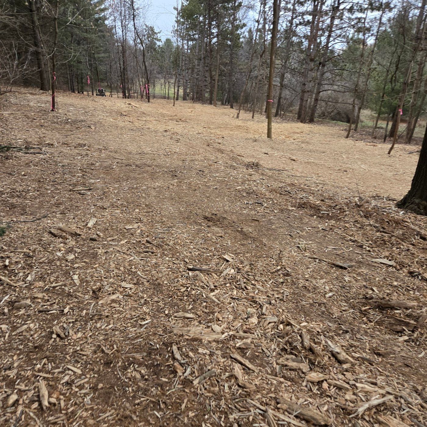 A woodland clearing covered in brown wood chips and fallen leaves, bordered by a dense forest of pine and deciduous trees.