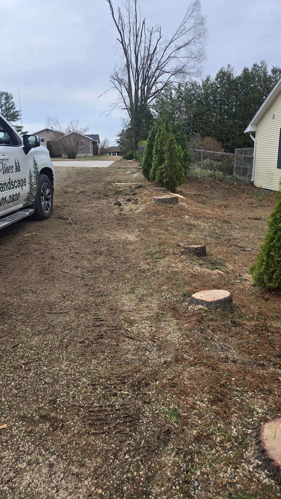 A row of freshly cut tree stumps lines a mulch-covered yard beside a house and a parked white work truck.