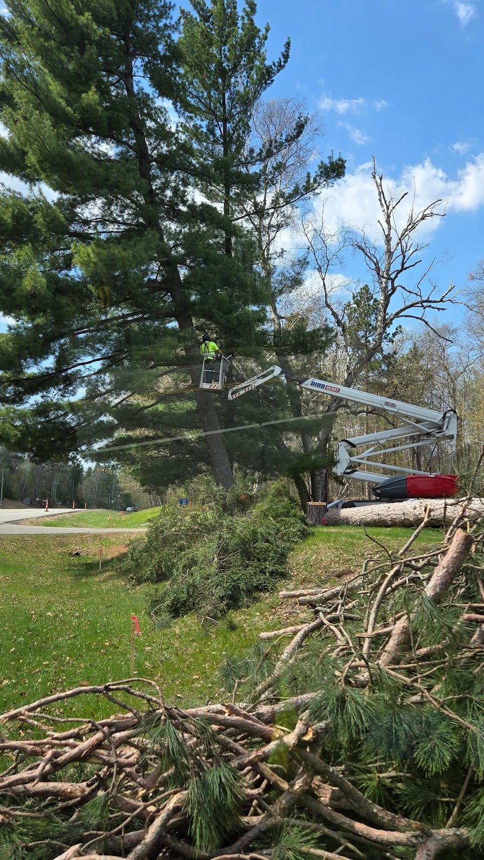 A worker in a bucket truck trims branches from a tall pine tree above a grassy area covered in fallen limbs.