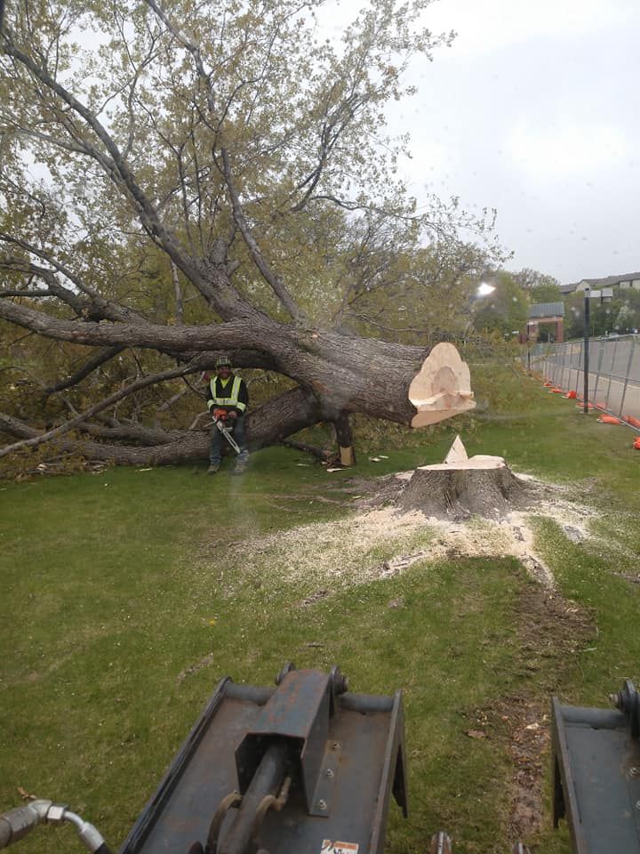 A mechanical excavator arm grips a large, muddy tree root ball in a forest clearing.