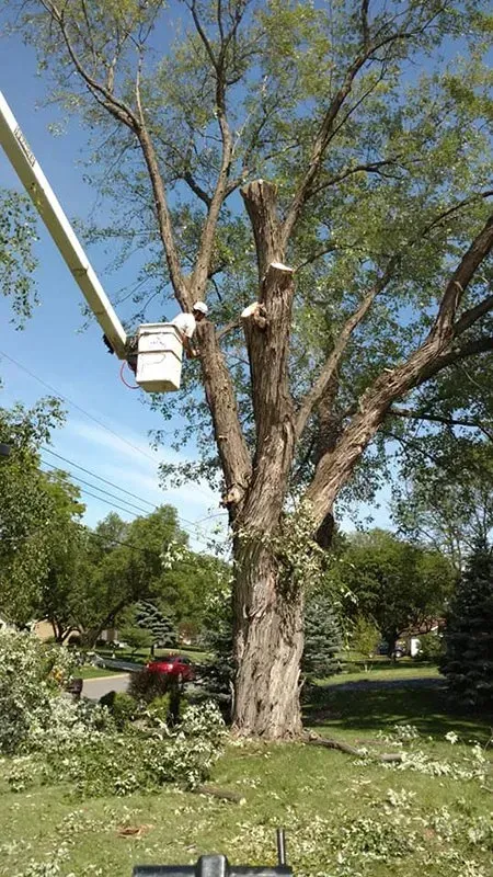 A worker in an elevated bucket lift trims branches from a large tree in a residential neighborhood.