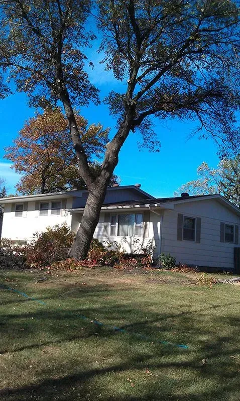 A single-story white house with a large, tall tree in the front yard under a bright blue sky.