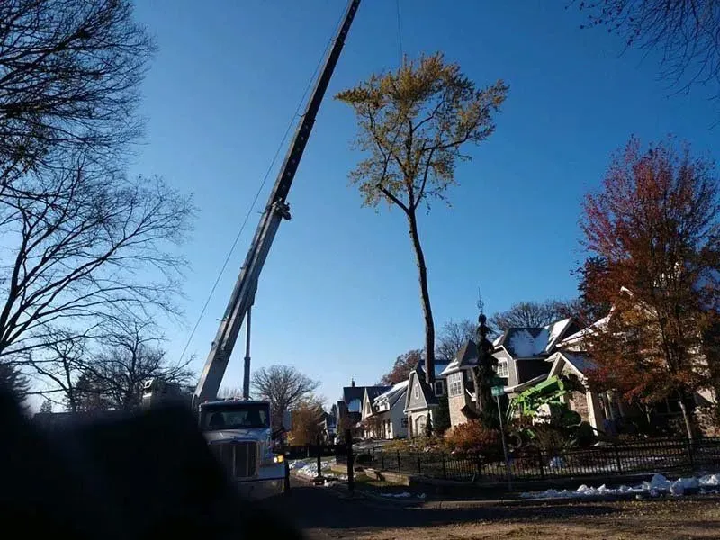 A crane lifts a large tree during a residential removal project on a sunny, clear day.