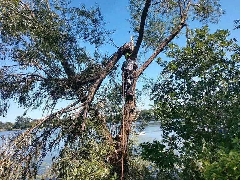 An arborist in safety gear climbs a damaged tree with a broken, leaning branch near a body of water.