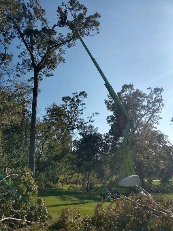 A worker in a bucket truck high in a tree, trimming branches in a yard under a clear blue sky.