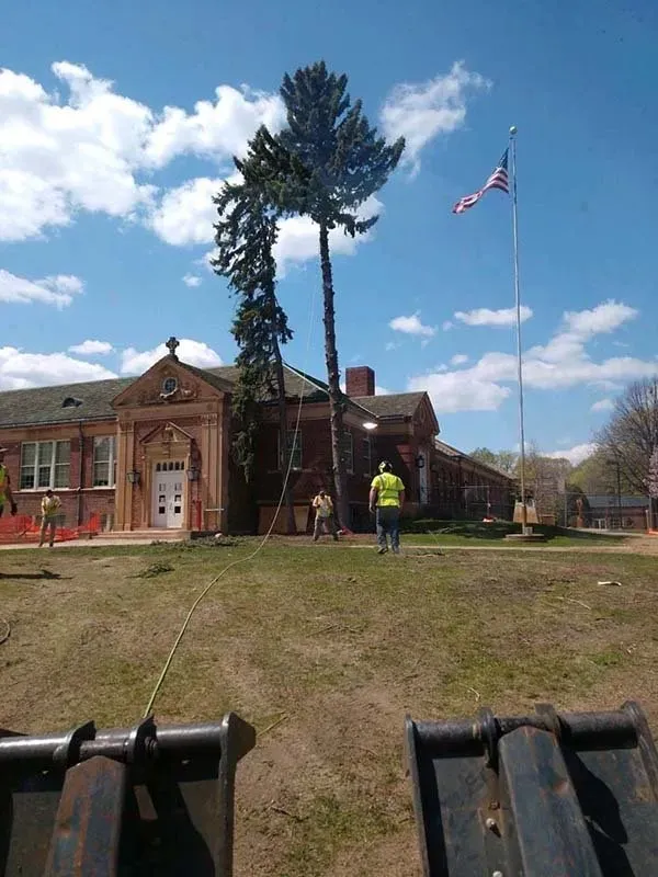 Workers use a rope to pull a tall, thin tree toward a brick school building on a sunny day with an American flag flying.