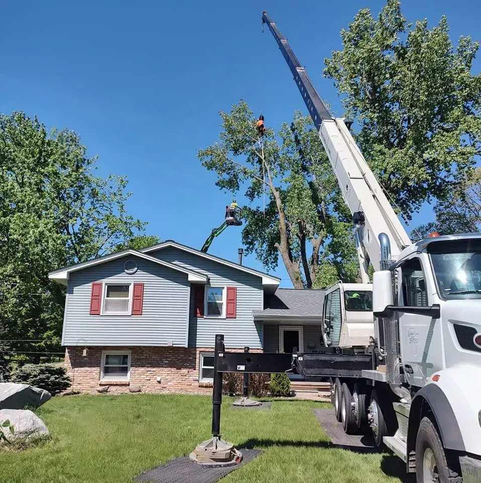 A large crane in a residential yard assisting workers high in a tree next to a two-story gray house.