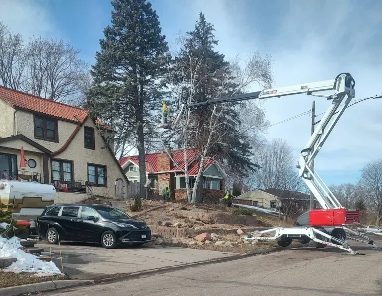 A worker in a bucket truck lift trims branches from a tall tree in a residential neighborhood.