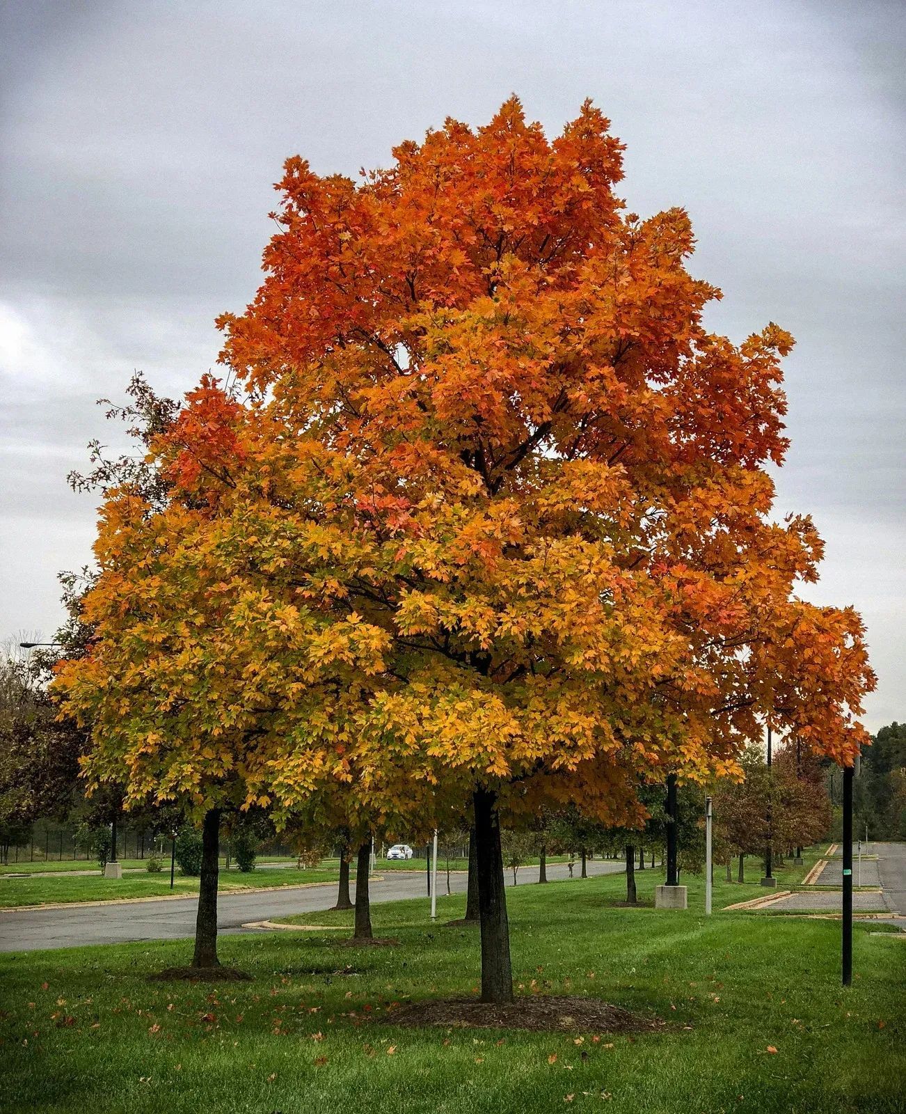 Autumn tree with bright orange and yellow leaves in a grassy park under a cloudy sky