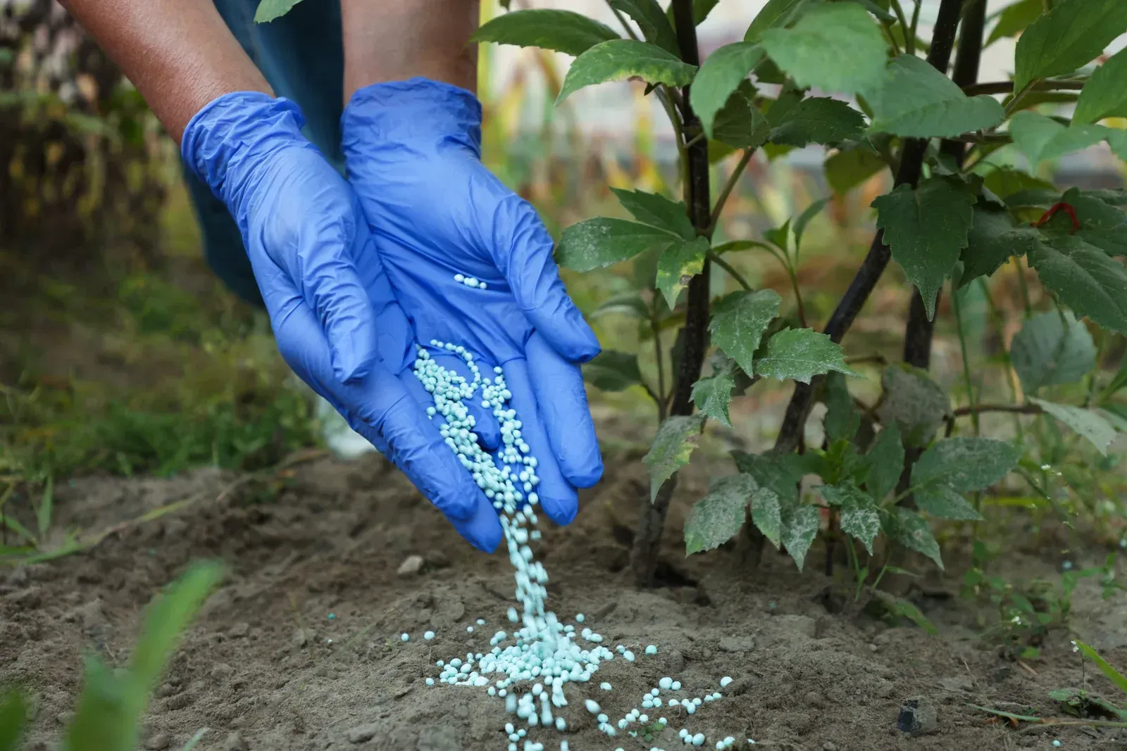 Hands in blue nitrile gloves sprinkle small blue fertilizer pellets onto soil near the base of a garden plant.
