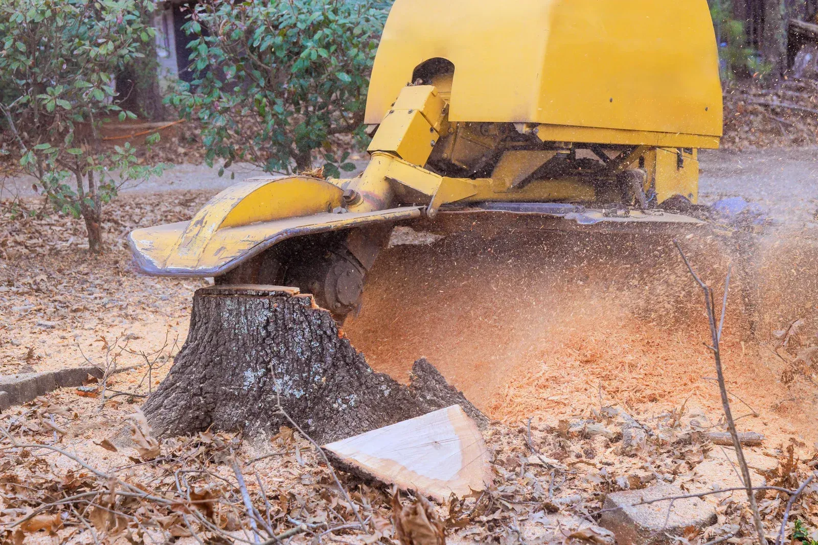 A yellow stump grinder cuts into a tree stump in a wooded area, throwing wood chips into the air.
