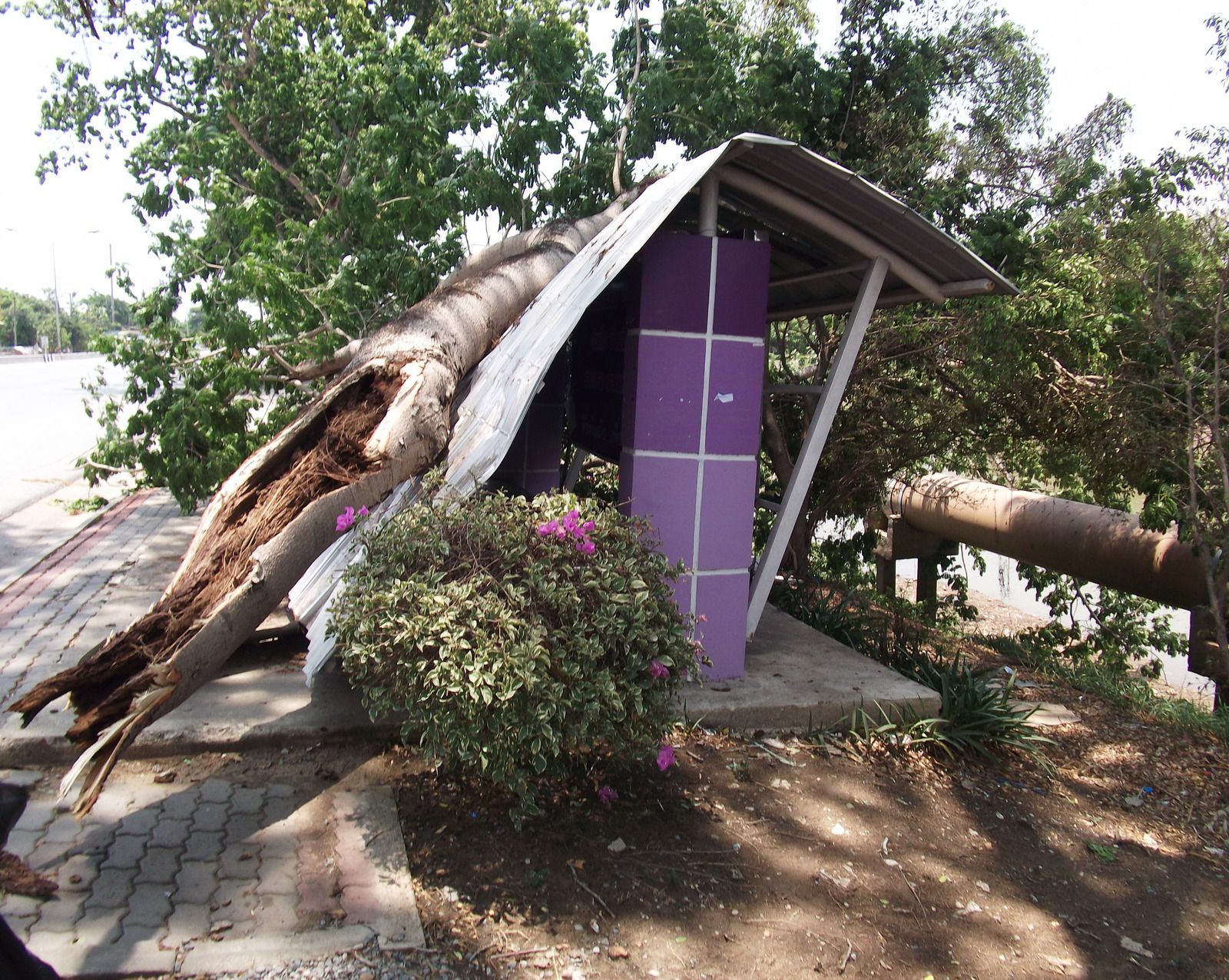 A large, fallen tree rests on top of a small, purple-pillared bus stop structure in a park setting.