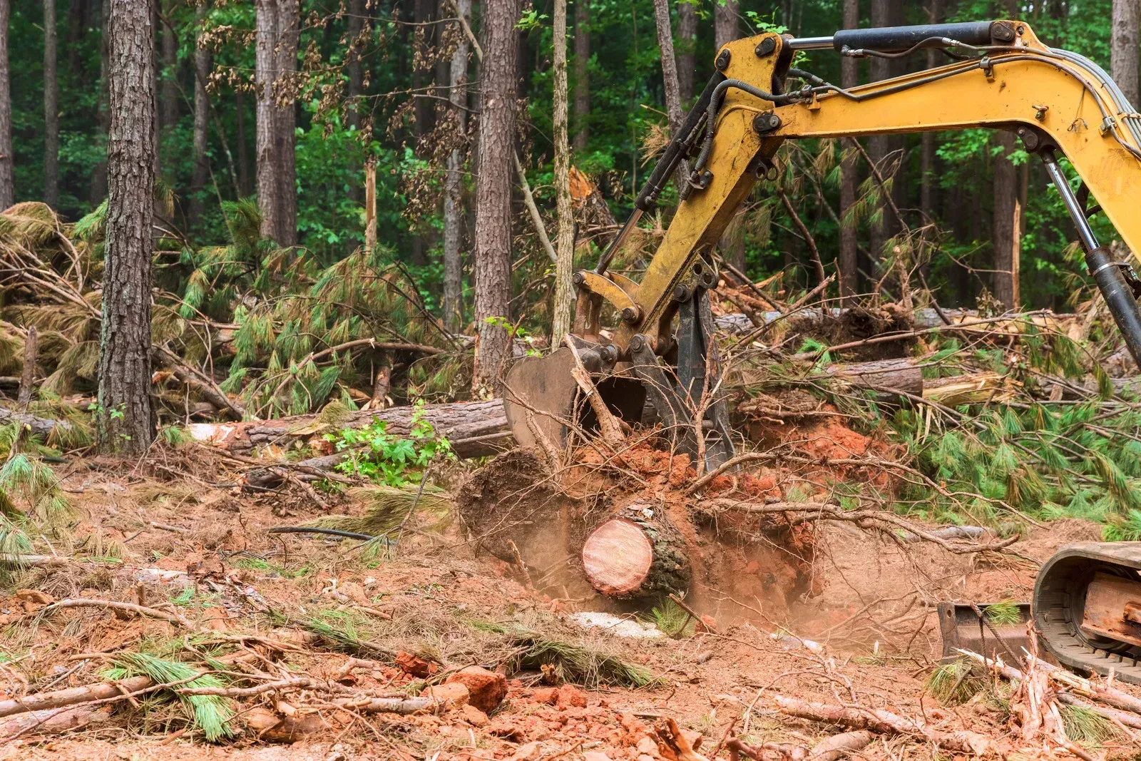 A yellow excavator clears tree stumps and debris in a wooded forest area.