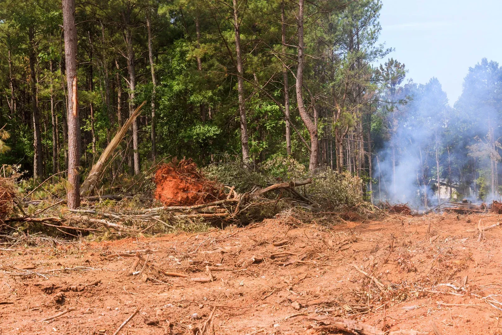 A clearing in a forest with red soil, felled trees, and thick white smoke rising from a controlled burn in the background.