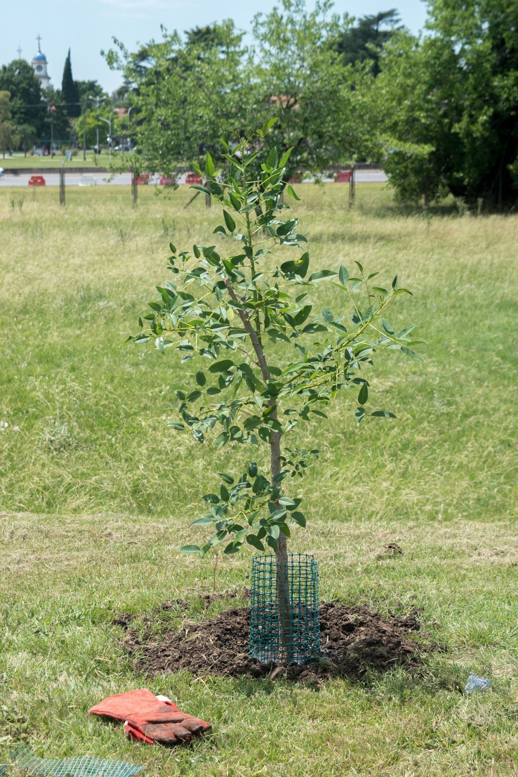 A young tree planted in a grass field with a protective green mesh guard around the base and gardening gloves nearby.