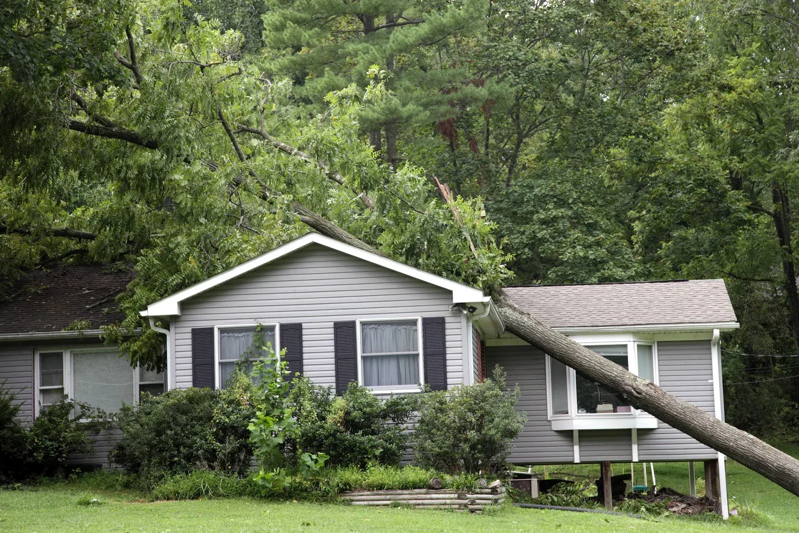 A large tree has fallen across the roof of a gray, single-story house surrounded by lush green trees.