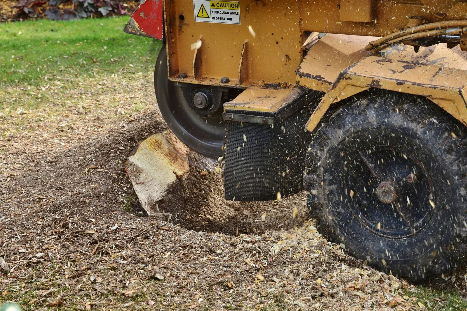 A yellow stump grinder machine cutting through a tree stump on a grassy lawn covered in wood chips.