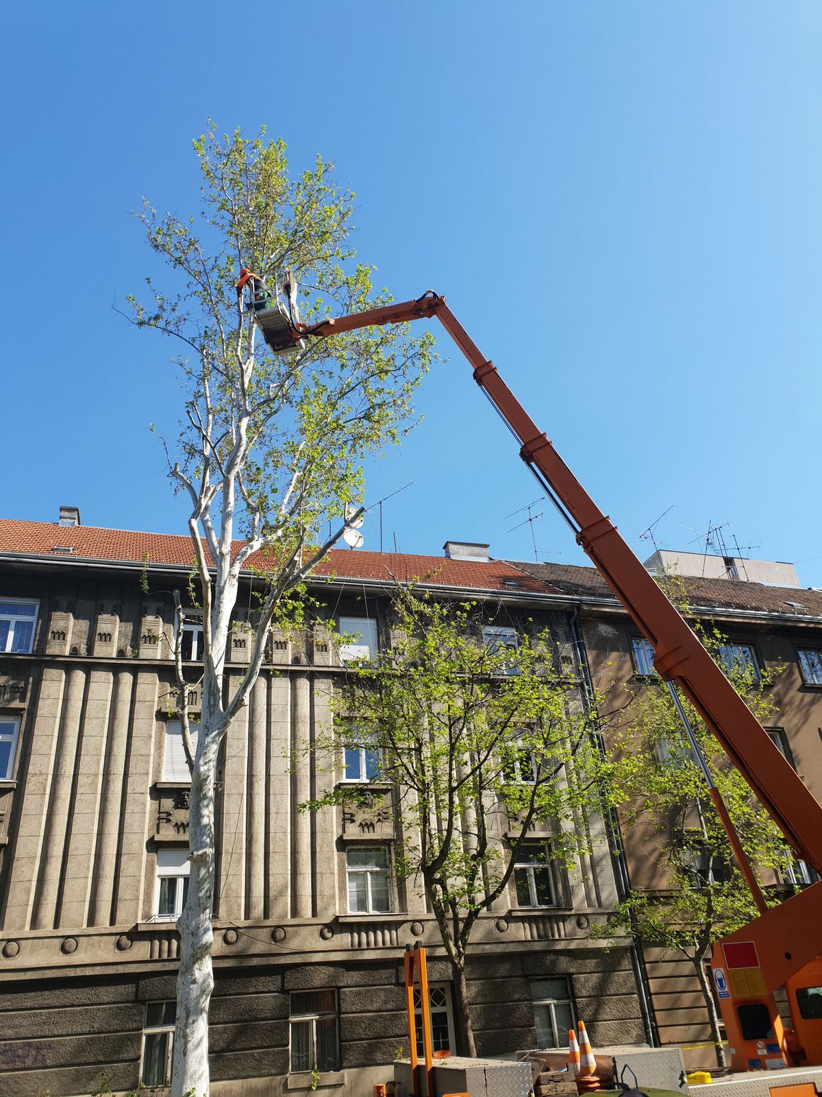 A worker in a cherry picker bucket trims the branches of a tall, light-barked tree in front of an old apartment building.
