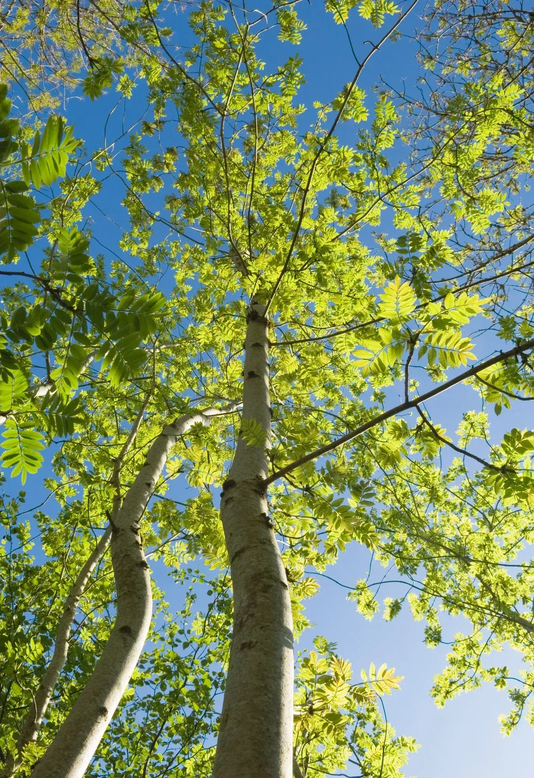 Low-angle view of two thin tree trunks reaching toward a bright blue sky through fresh, vibrant green spring leaves.