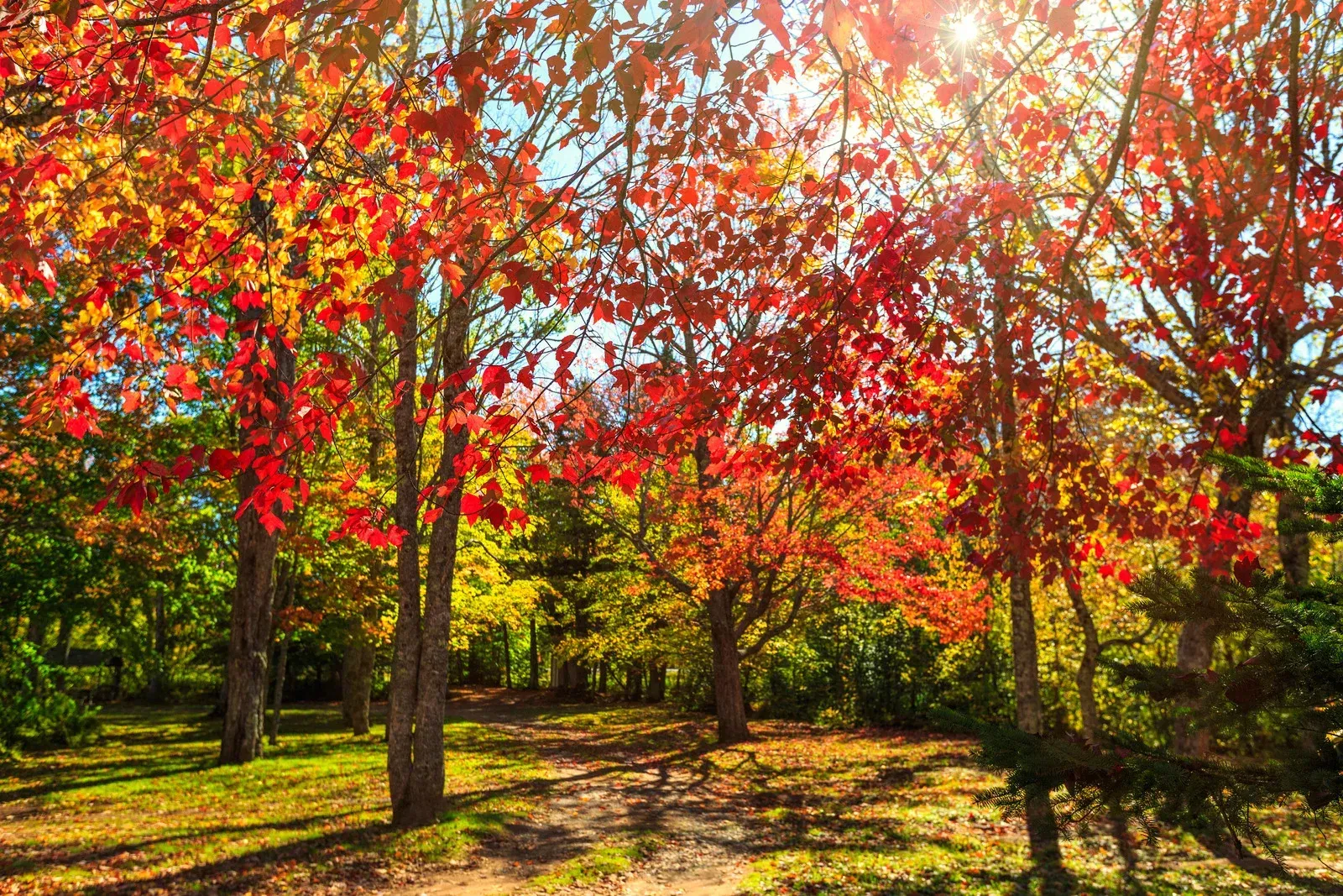 Sunlight filters through trees with vibrant red and golden autumn leaves in a forest clearing.