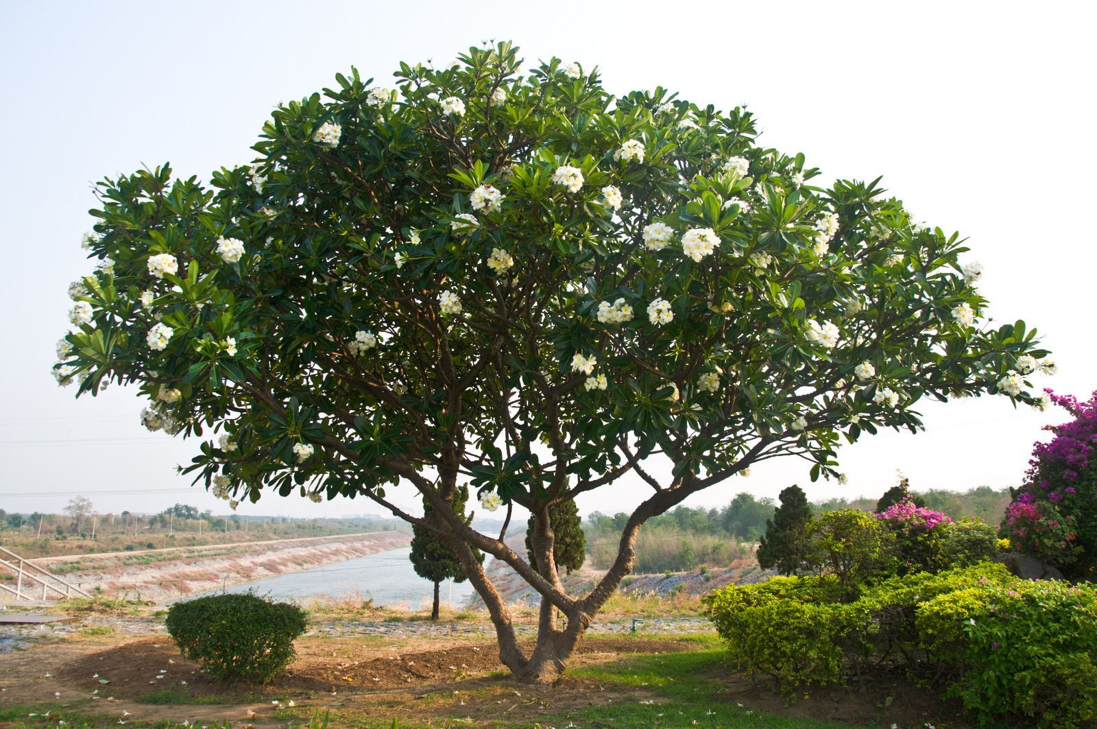 A Plumeria tree with white flowers and green leaves, standing in a sunny outdoor area near a riverbank.