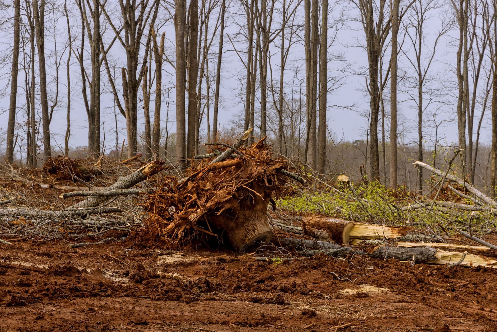 A forest clearing with a large, uprooted tree stump in the foreground and thin, bare trees in the background.