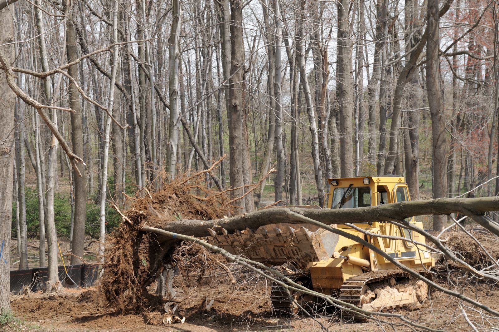 A yellow bulldozer pushing a fallen tree through a forest.