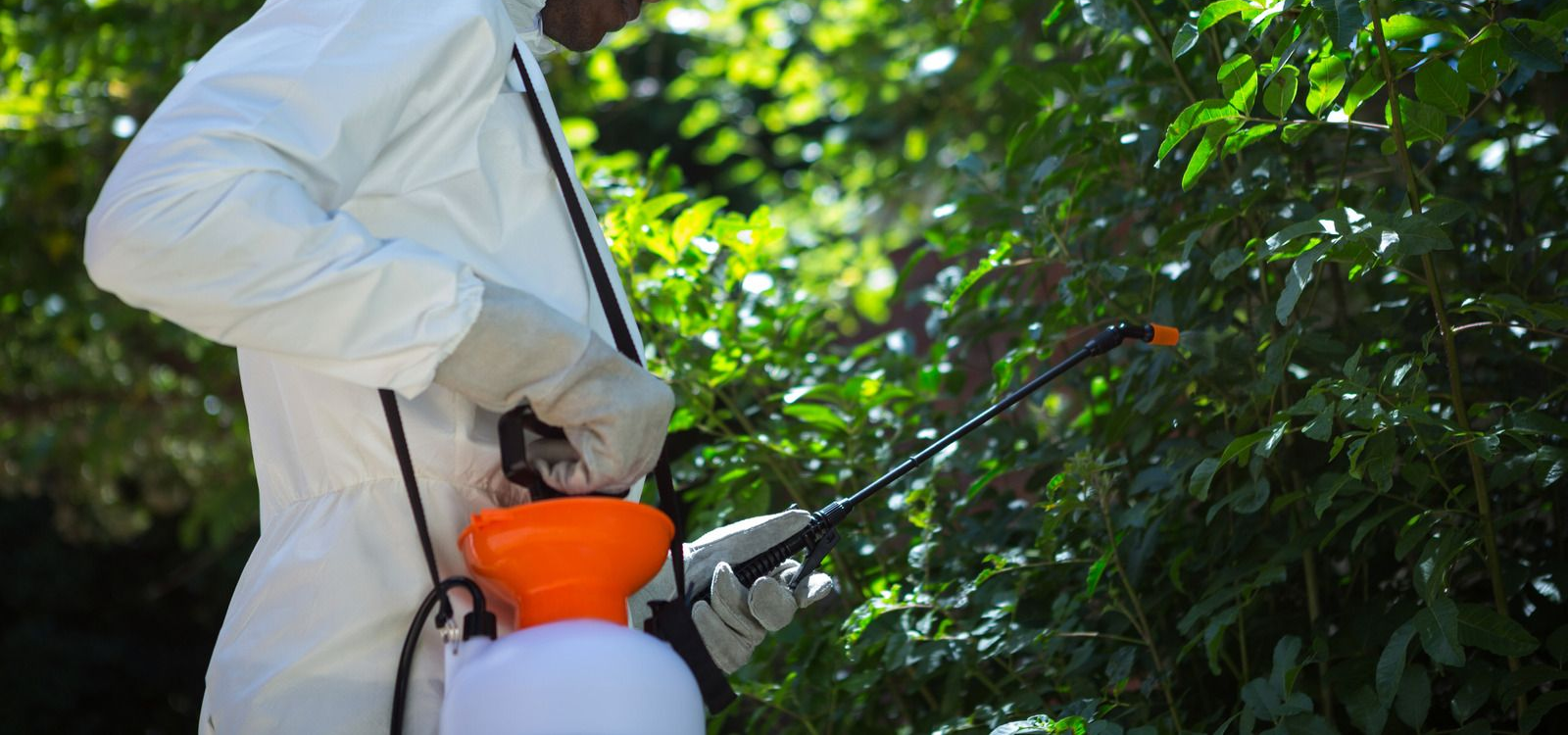 A person in a protective white suit and safety goggles sprays foliage with a handheld garden sprayer.