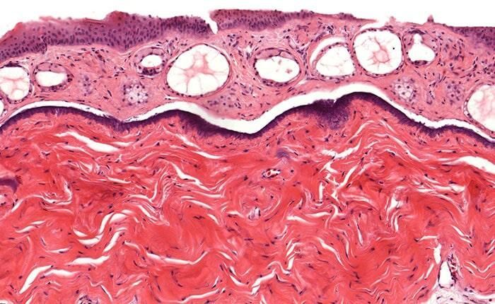 DR. RAÚL CASTREJÓN ROSALES