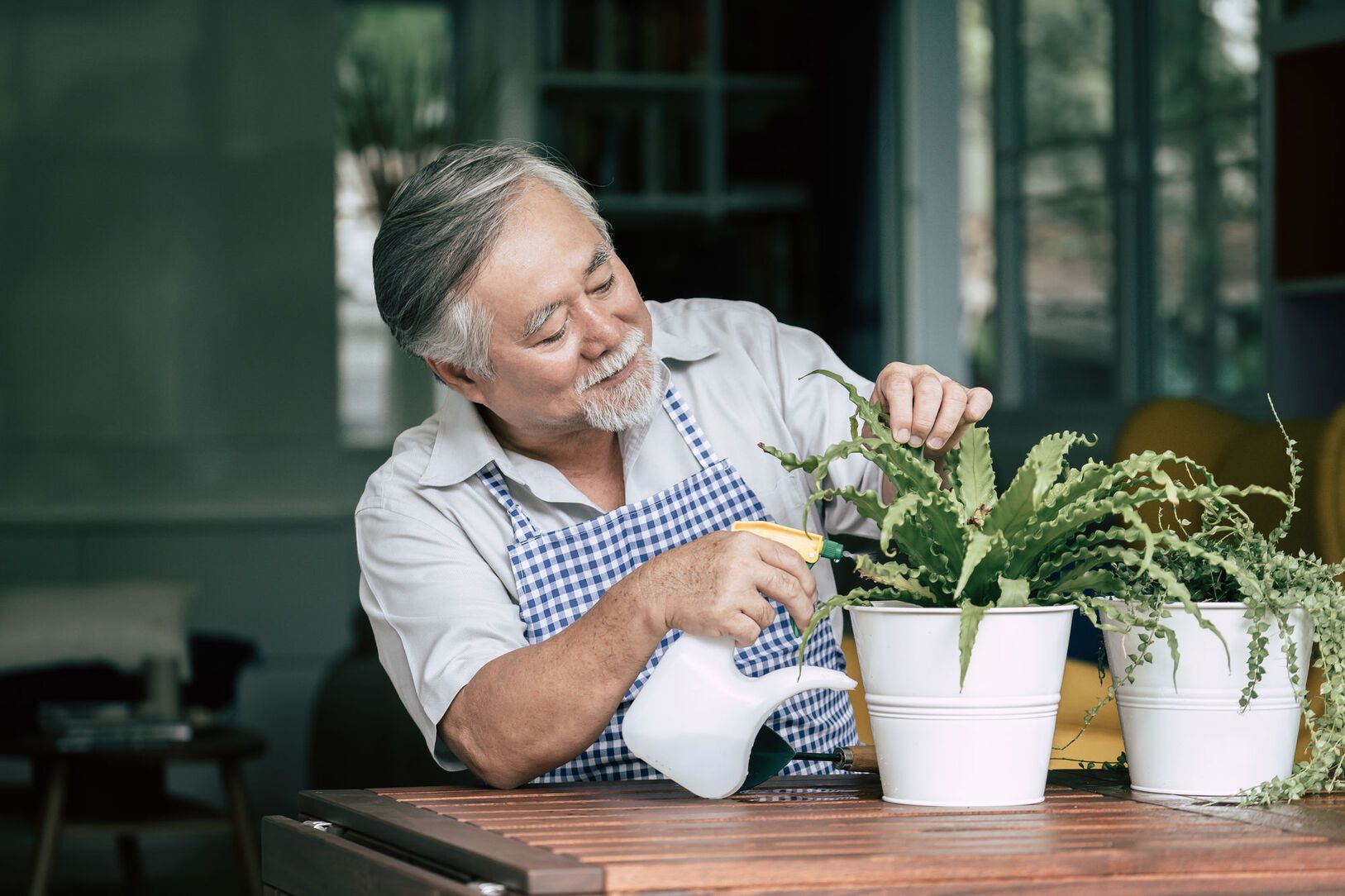 An elderly man with a gray beard and apron sprays water on potted plants indoors, smiling.