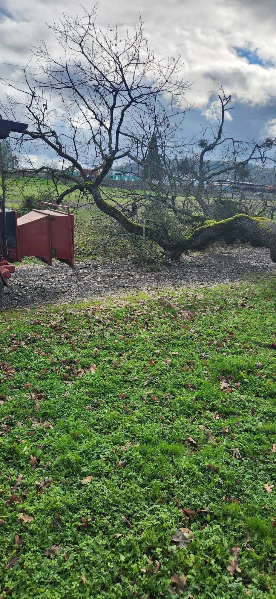A tree with bare branches leans over a patch of grass. A red structure is to the left of the tree.