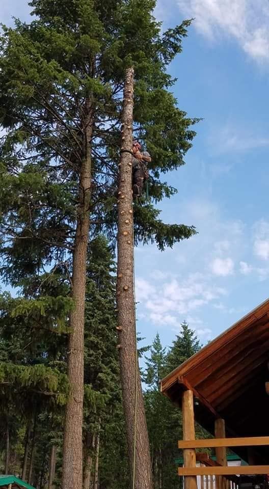 Arborist atop a tall tree next to a cabin under a partly cloudy blue sky.