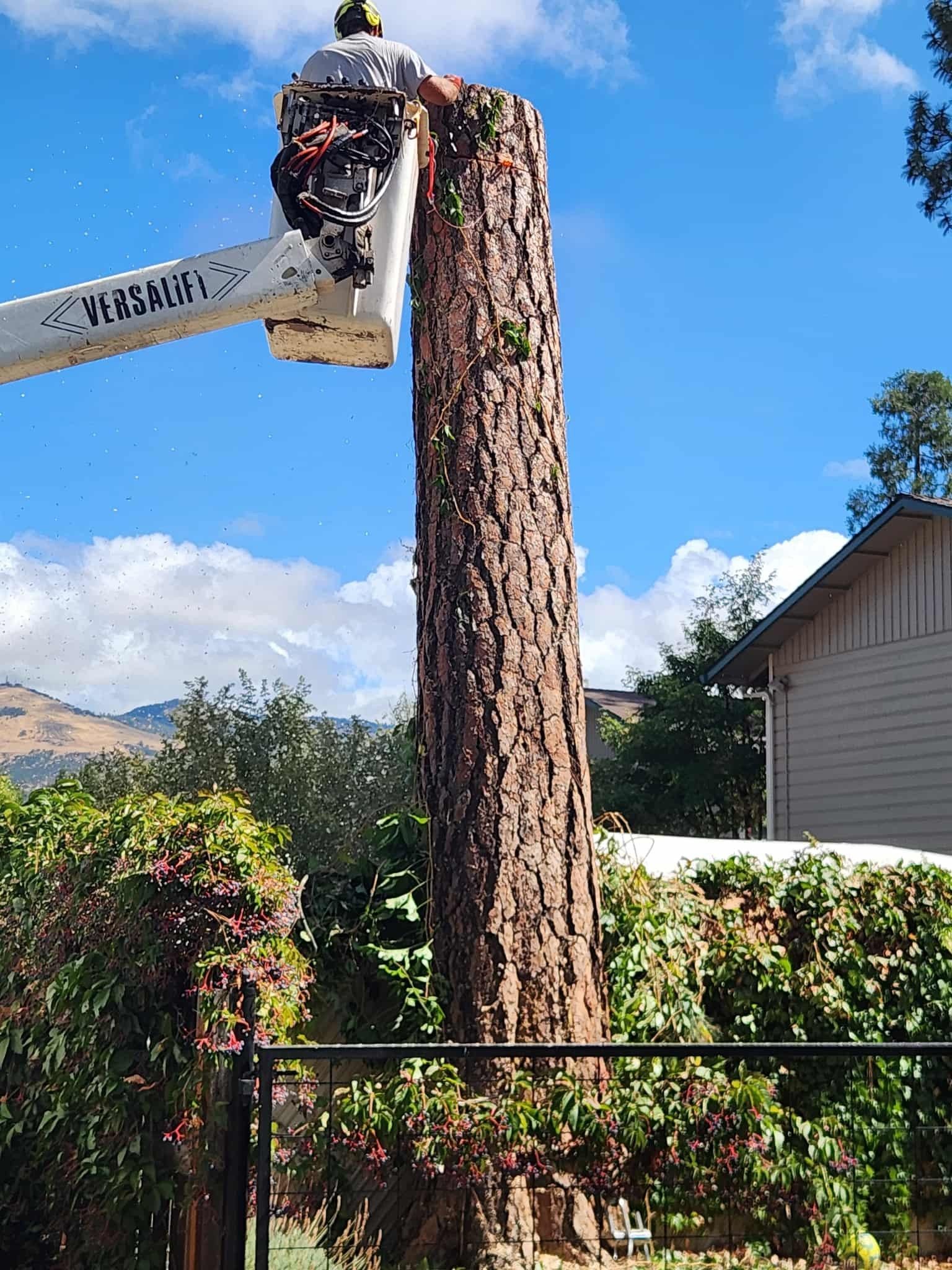 Tree being cut by a worker in a lift basket; blue sky with clouds, suburban setting.