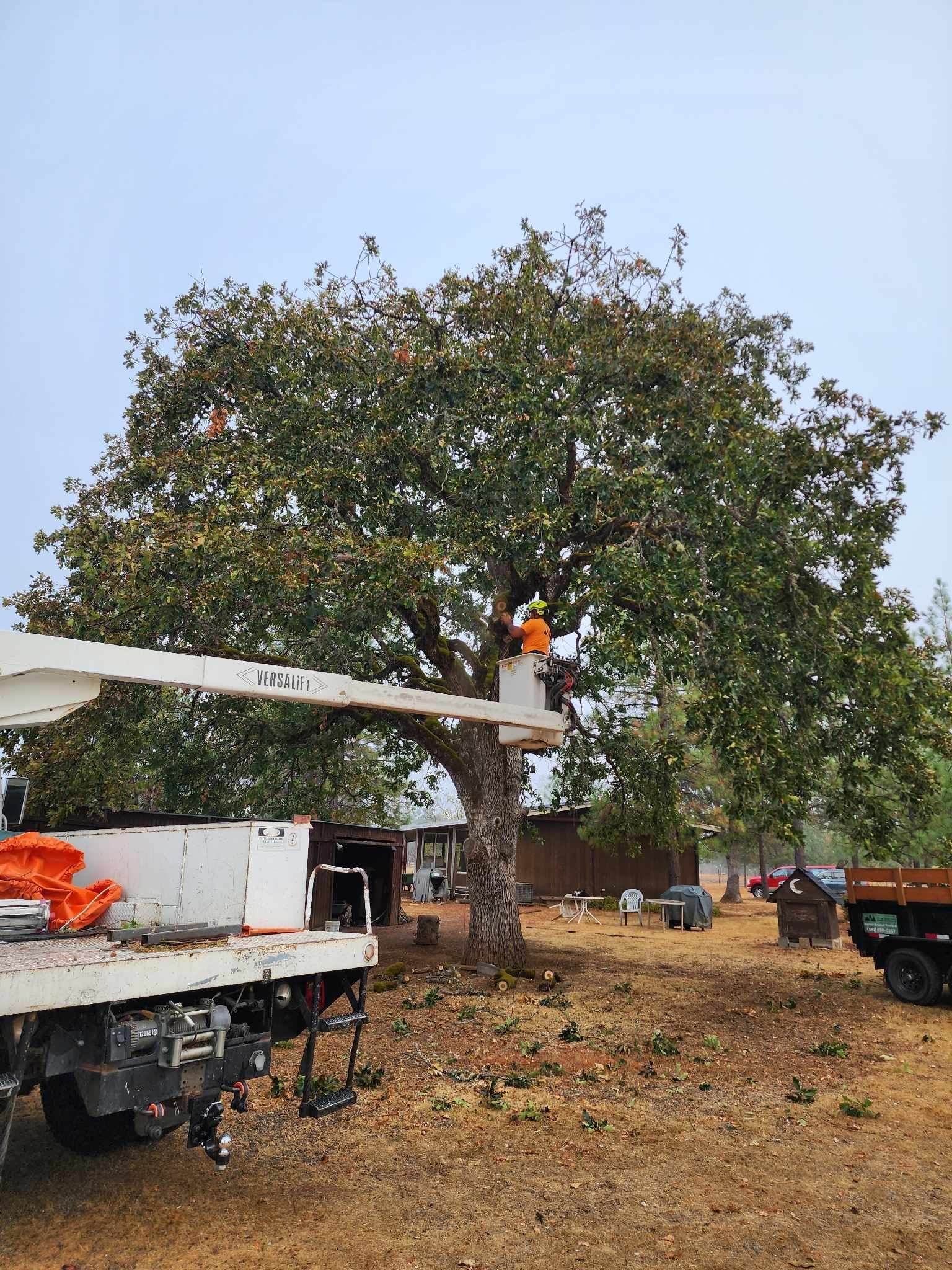 A tree being trimmed by someone in a lift; white truck on the left. Outdoors, brown grass.