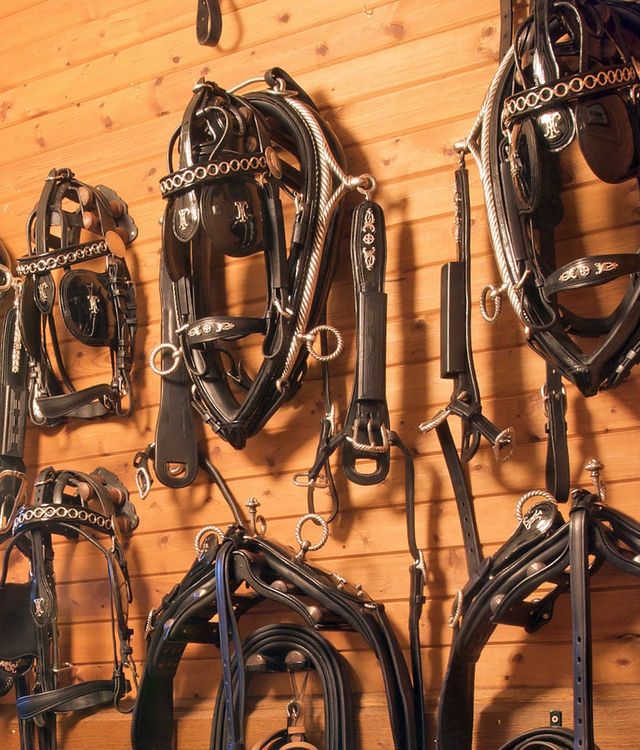 for sale: VAN der Wiel Harness Horses